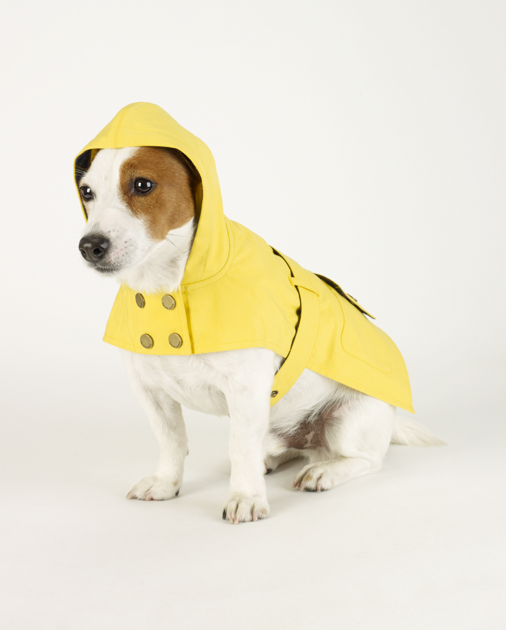 ralph lauren dog raincoat